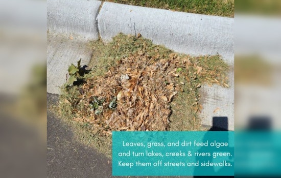 Maple Grove City Government Urges Proper Disposal of Leaves to Protect Local Waterways