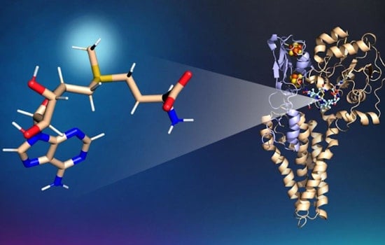 Mercury Menace Breakthrough, University of Michigan and ORNL Scientists Unveil Key Molecule Linked to Neurotoxin Formation