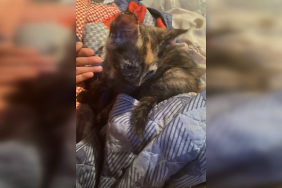 Metropolitan Police Seek Public's Help to Find Kitten Stolen in Southeast D.C. Burglary, $1,000 Reward Offered