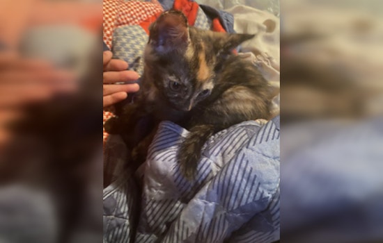 Metropolitan Police Seek Public's Help to Find Kitten Stolen in Southeast D.C. Burglary, $1,000 Reward Offered