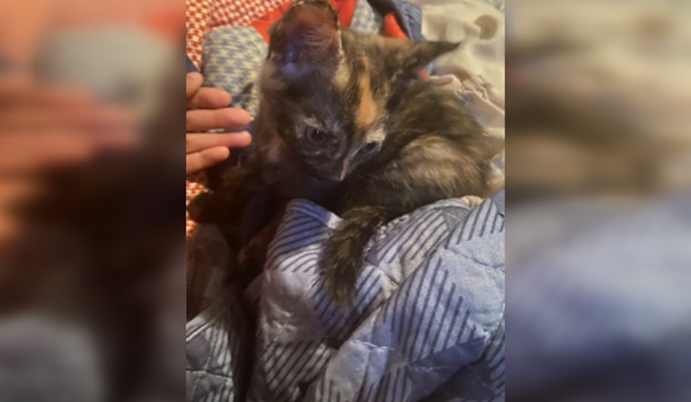 Metropolitan Police Seek Public's Help to Find Kitten Stolen in Southeast D.C. Burglary, $1,000 Reward Offered