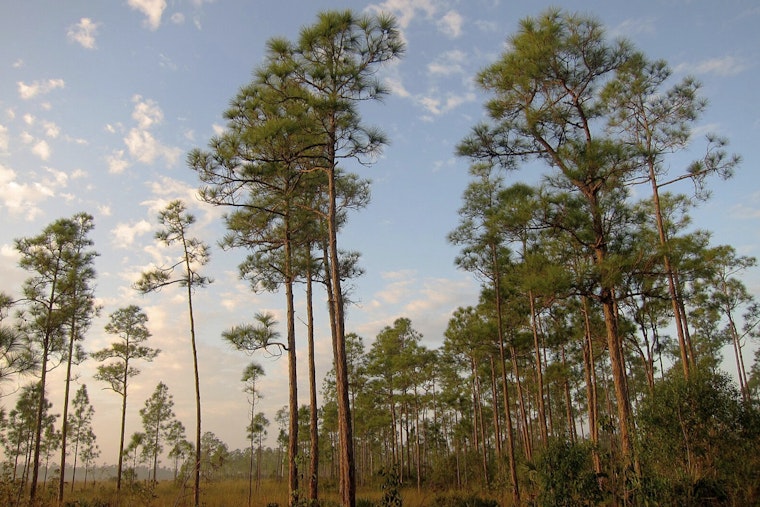 Miami-Dade County Celebrates Pine Rocklands Conservation Week to Protect Unique Ecosystems