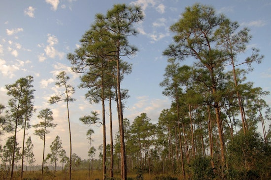 Miami-Dade County Celebrates Pine Rocklands Conservation Week to Protect Unique Ecosystems