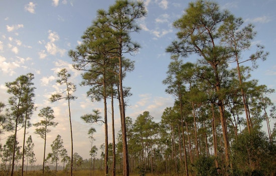 Miami-Dade County Celebrates Pine Rocklands Conservation Week to Protect Unique Ecosystems