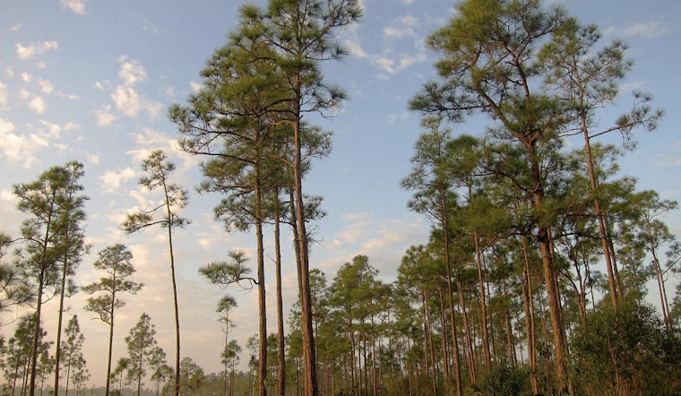 Miami-Dade County Celebrates Pine Rocklands Conservation Week to Protect Unique Ecosystems