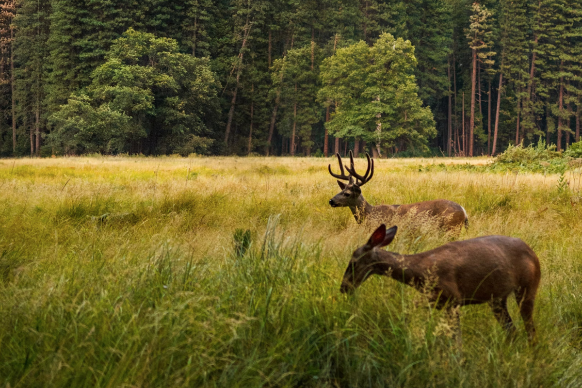 Michigan Hunters Prepare for Firearm Deer Season with DNRMandated