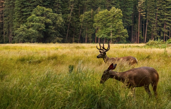 Michigan Hunters Prepare for Firearm Deer Season with DNR-Mandated Five-Day Quiet Period