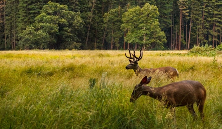Michigan Hunters Prepare for Firearm Deer Season with DNR-Mandated Five-Day Quiet Period