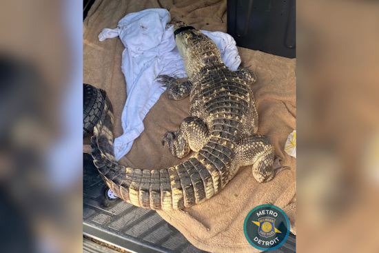Michigan State Police Seize Over 500 Grams of Meth, Encounter Alligator in Downriver Raid