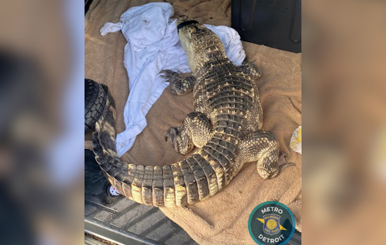 Michigan State Police Seize Over 500 Grams of Meth, Encounter Alligator in Downriver Raid
