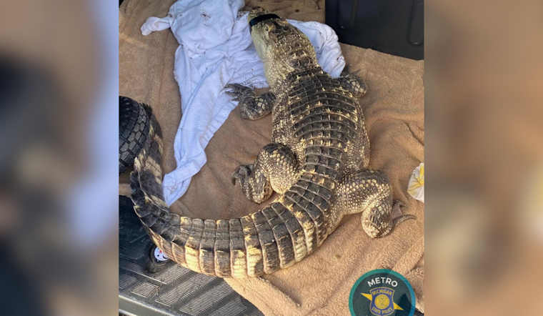 Michigan State Police Seize Over 500 Grams of Meth, Encounter Alligator in Downriver Raid