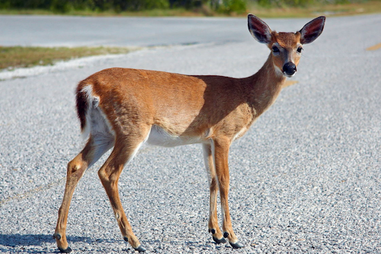 Michigan Warns Motorists of Rising Deer-Involved Crashes During Mating and Hunting Season