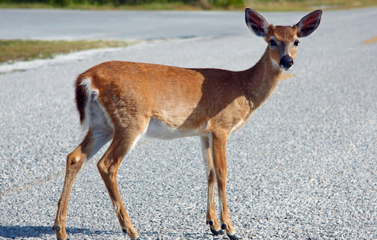 Michigan Warns Motorists of Rising Deer-Involved Crashes During Mating and Hunting Season