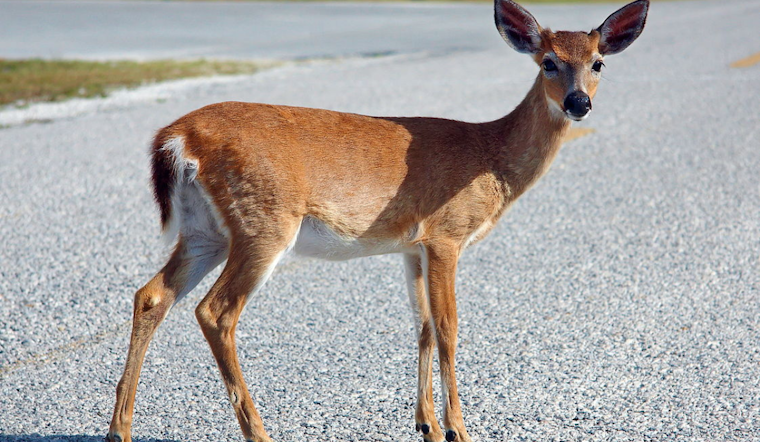Michigan Warns Motorists of Rising Deer-Involved Crashes During Mating and Hunting Season