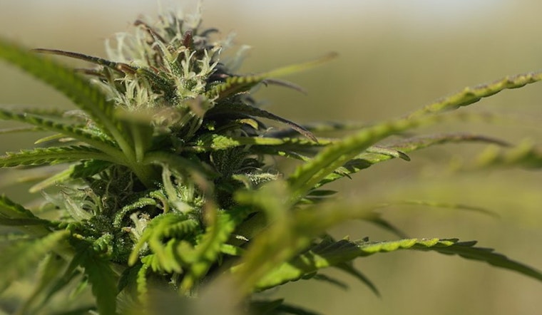 Minneapolis City Council Implements Cannabis Business Regulations to Boost Economy and Ensure Community Safety