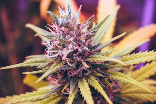 Minneapolis Parks Forge Ahead with Cannabis and THC Policy Drafts, Public Feedback Sought