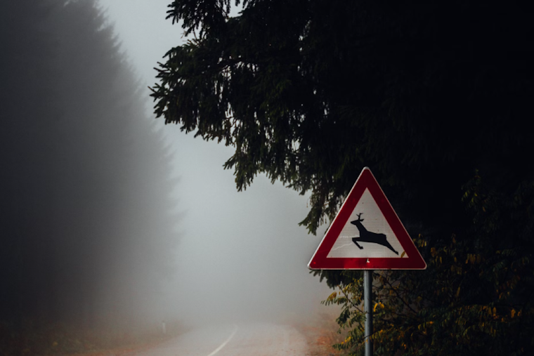 Minnesota Researchers Advise Caution as Deer-Vehicle Collisions Rise Post-Daylight Saving Time