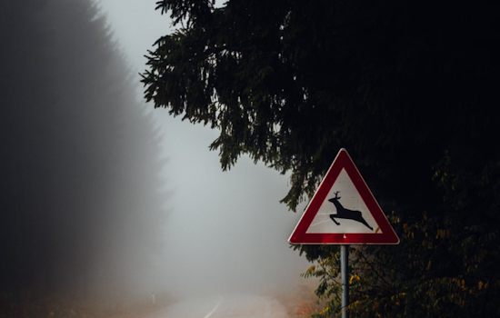 Minnesota Researchers Advise Caution as Deer-Vehicle Collisions Rise Post-Daylight Saving Time