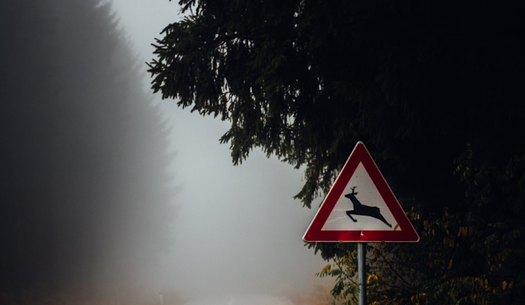 Minnesota Researchers Advise Caution as Deer-Vehicle Collisions Rise Post-Daylight Saving Time