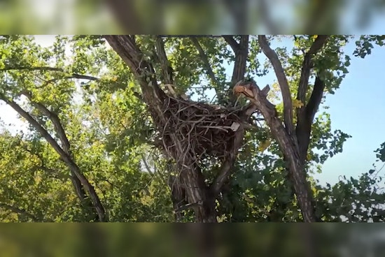 Minnesota's DNR Eagle Cam Soars Again: Witness the Resilience of Nature Live from Wright County