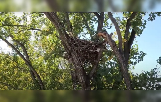 Minnesota's DNR Eagle Cam Soars Again: Witness the Resilience of Nature Live from Wright County