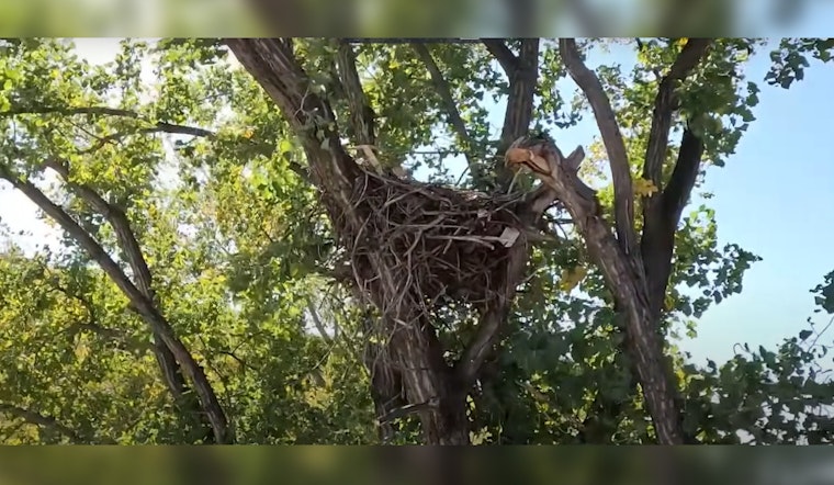 Minnesota's DNR Eagle Cam Soars Again: Witness the Resilience of Nature Live from Wright County