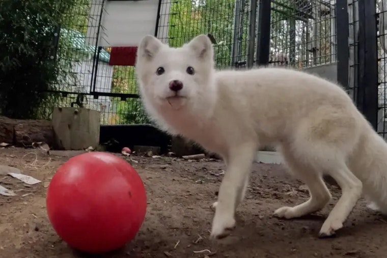 Misplaced Arctic Fox from Portland Finds New Sanctuary Home in Wisconsin