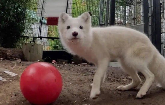 Misplaced Arctic Fox from Portland Finds New Sanctuary Home in Wisconsin