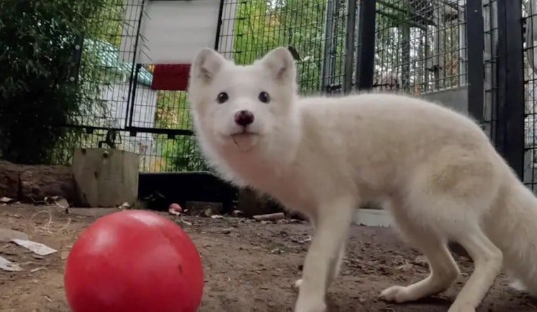 Misplaced Arctic Fox from Portland Finds New Sanctuary Home in Wisconsin