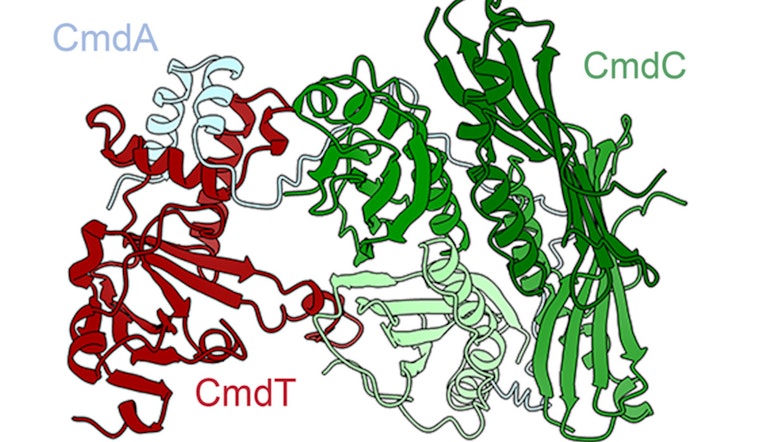 MIT Scientists Uncover Bacteria’s Self-Sacrifice Tactic Against Phage Attacks Offering Insights for Human Applications