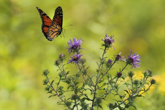 Monarch Mayhem in Texas as Misguided Conservation Efforts Hinder Butterfly Migration