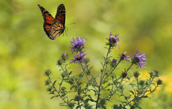Monarch Mayhem in Texas as Misguided Conservation Efforts Hinder Butterfly Migration