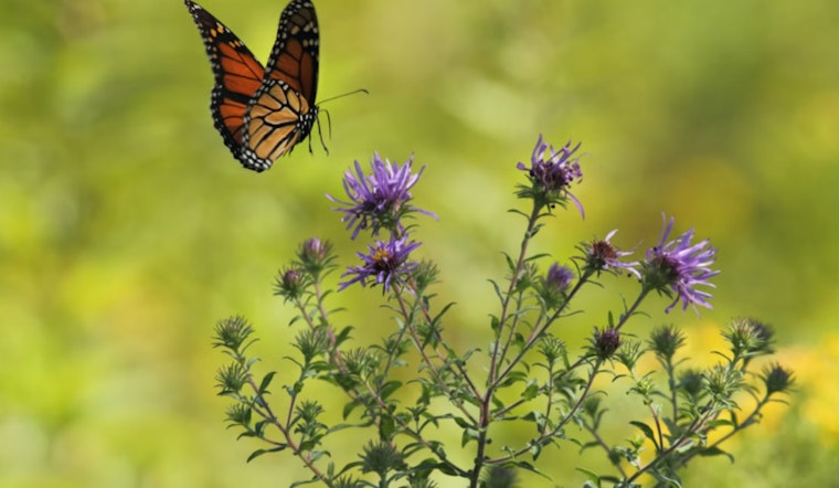 Monarch Mayhem in Texas as Misguided Conservation Efforts Hinder Butterfly Migration