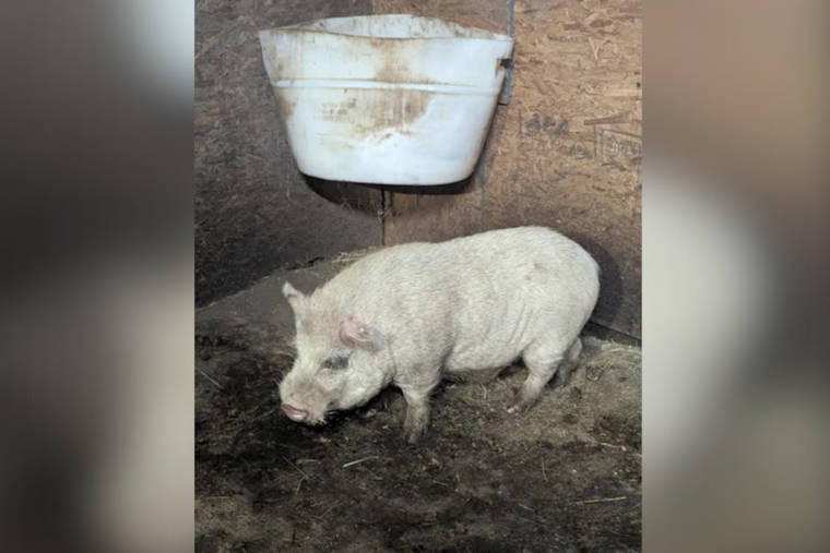 Moon Township Police on Quirky Quest for Owner of Roaming Pigs After Capturing One on North Flaugherty Road