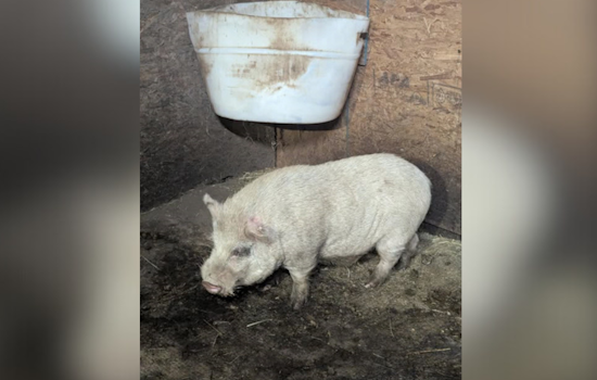 Moon Township Police on Quirky Quest for Owner of Roaming Pigs After Capturing One on North Flaugherty Road