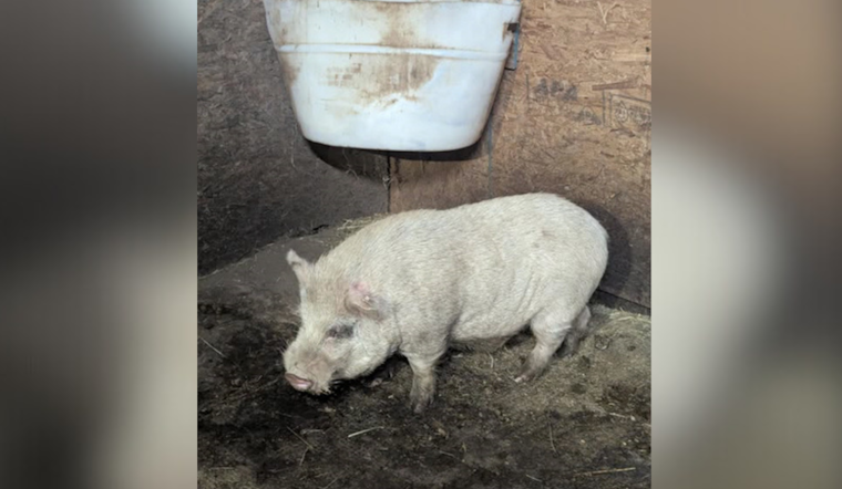 Moon Township Police on Quirky Quest for Owner of Roaming Pigs After Capturing One on North Flaugherty Road