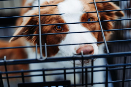 Nearly 50-70 Dogs Rescued from Neglected Conditions in Fond du Lac County Home