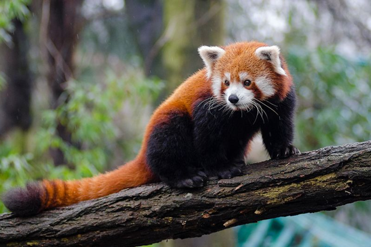 New Chinese Red Panda "William" Charms Salt Lake City at Utah's Hogle Zoo