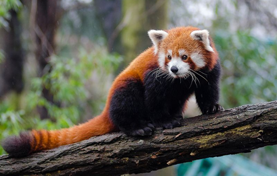 New Chinese Red Panda "William" Charms Salt Lake City at Utah's Hogle Zoo