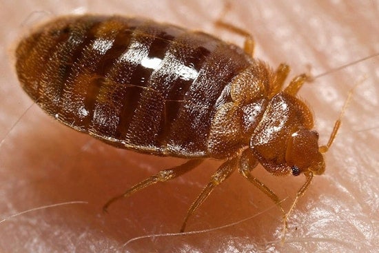 New York Enacts Law Mandating Landlord Notifications for Bed Bug Infestations within 72 Hours