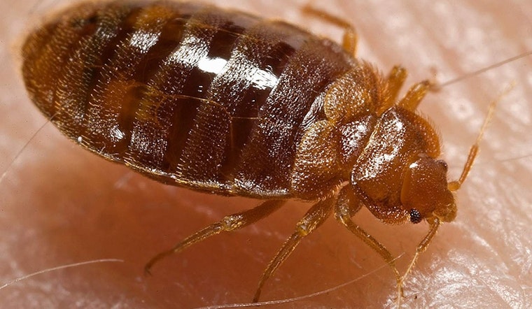 New York Enacts Law Mandating Landlord Notifications for Bed Bug Infestations within 72 Hours