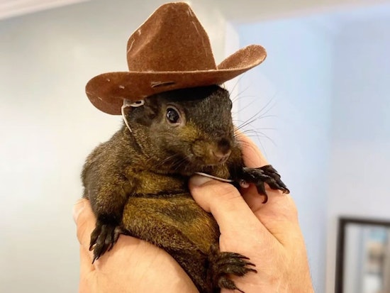 New York State Authorities Seize, Euthanize Instagram-Famous Squirrel Peanut and Raccoon from Pine City Animal Sanctuary Owner