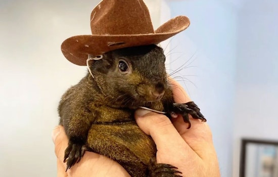 New York State Authorities Seize, Euthanize Instagram-Famous Squirrel Peanut and Raccoon from Pine City Animal Sanctuary Owner