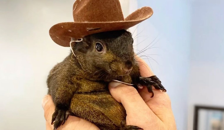 New York State Authorities Seize, Euthanize Instagram-Famous Squirrel Peanut and Raccoon from Pine City Animal Sanctuary Owner