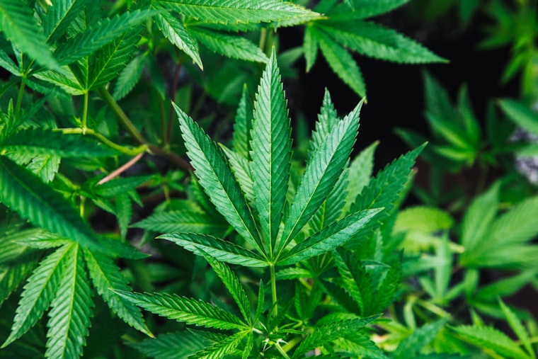 New York State Cannabis Control Board Boosts Industry with Extended Deadlines and New Licenses