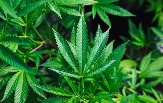 New York State Cannabis Control Board Boosts Industry with Extended Deadlines and New Licenses