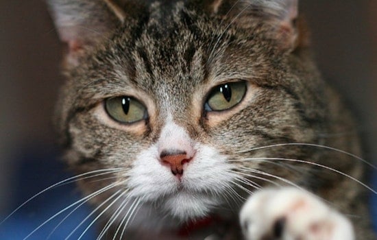 New York to Ban Sales of Dogs, Cats, and Rabbits in Pet Stores to Curb 'Puppy Mill Pipeline'