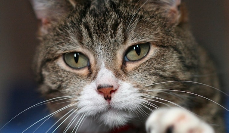 New York to Ban Sales of Dogs, Cats, and Rabbits in Pet Stores to Curb 'Puppy Mill Pipeline'