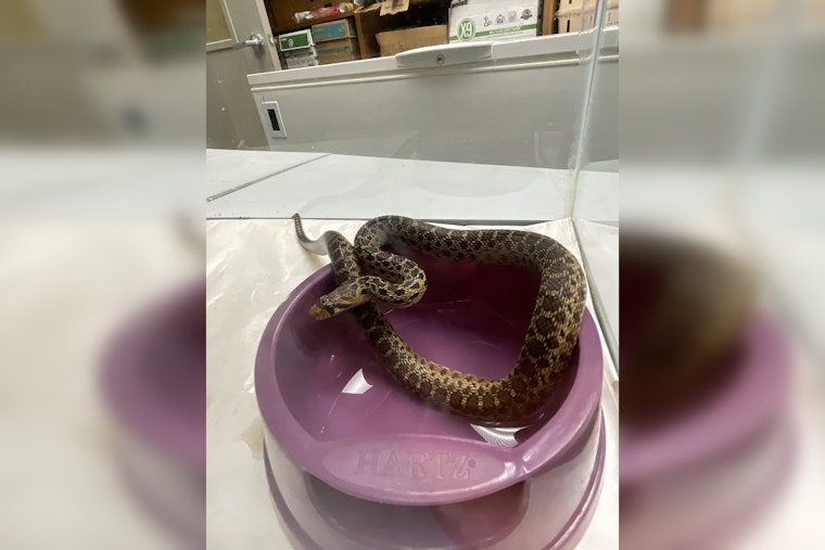 Non-Venomous Gopher Snake Found Among Christmas Trees in Hilo Store
