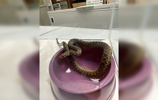 Non-Venomous Gopher Snake Found Among Christmas Trees in Hilo Store